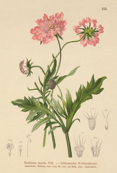 Glanzende Scabiosa door German School