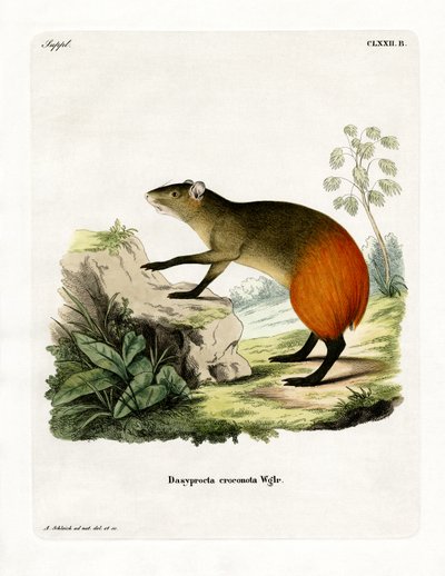 Goudromp Agouti door German School