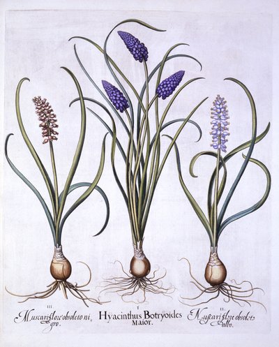 Blauwe Druifjes, uit Hortus Eystettensis, door Basil Besler, 1613 door German School