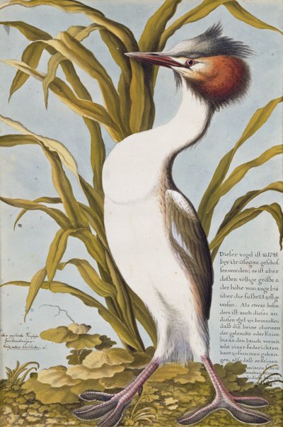Fuut (Podiceps cristatus) c.1748 door German School