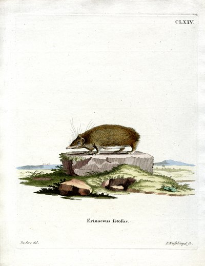 Grote Egeltenrec door German School