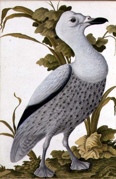Grijze Gans, c.1740 door German School