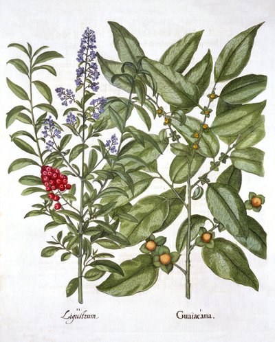 Guaiacum en Chinese Liguster, uit Hortus Eystettensis, door Basil Besler, 1613 door German School