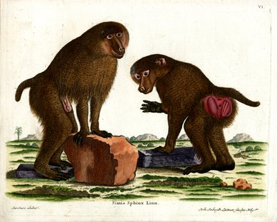 Guinese Baviaan door German School