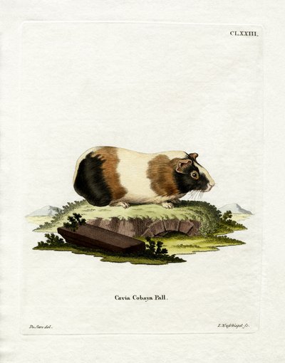 Cavia door German School