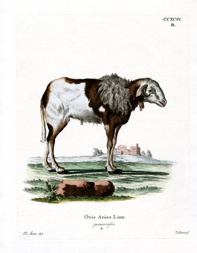 Guinese schaap door German School