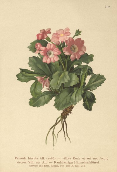 Haarige Sleutelbloem (Primula hirsuta) door German School
