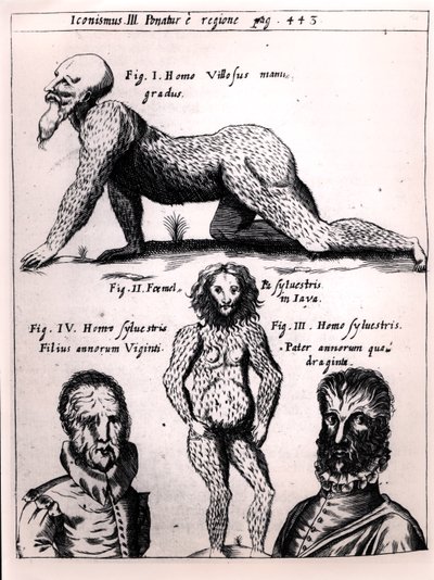 Haarige man en Wilde man, illustratie uit Physica Curiosa door Gaspar Schott (1608-66) door German School