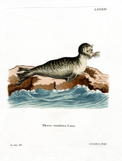 Gewone Zeehond door German School
