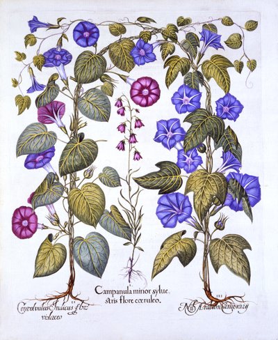 Grasklokje en Winde, uit Hortus Eystettensis, door Basil Besler, 1613 door German School