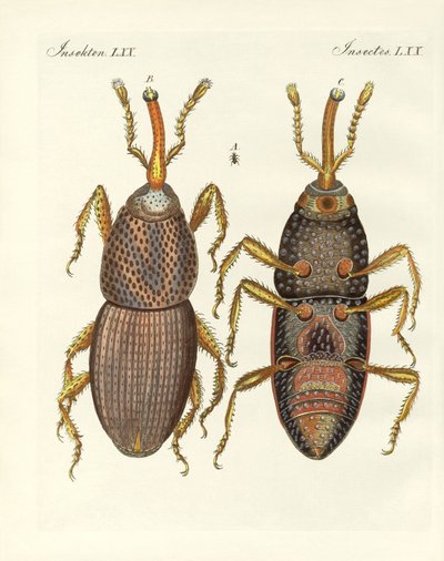 Schadelijke insecten door German School