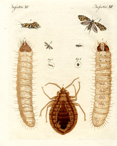Schadelijke insecten door German School