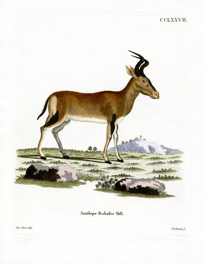 Hartebeest door German School