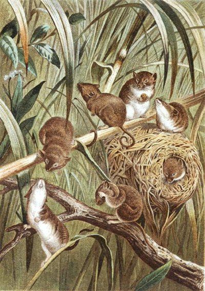 Oogstmuis, plaat uit 