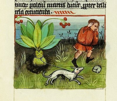 Mandragora oogsten, De Rerum Naturis - Rabanus Maurus, c.1425 door German School