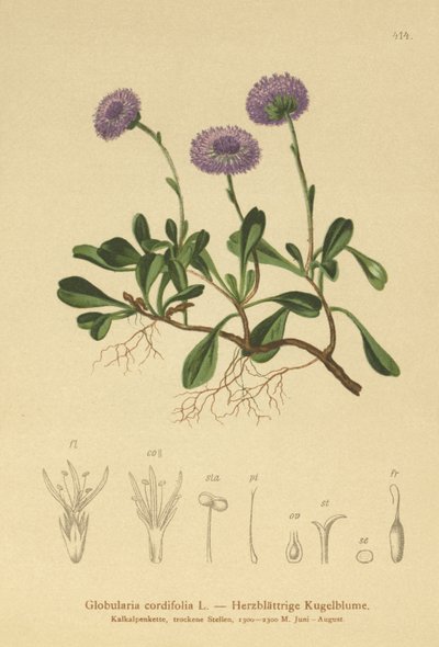 Hartbladige Kogelbloem (Globularia cordifolia) door German School