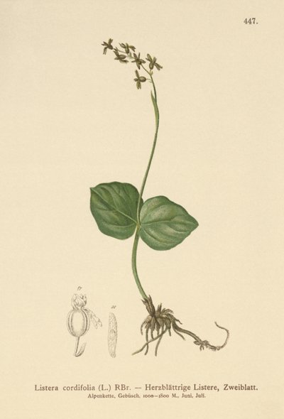 Hartbladige Twayblade (Listera cordata, Listera cordifolia, Neottia cordata) door German School