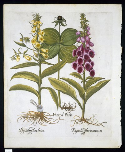 Herb Paris (Solanum quadrifolium), gewone vingerhoedskruid (Digitalis Purpurea) grote gele vingerhoedskruid uit Hortus Eystettensis door Basil Besler (1561-1629) gepubliceerd in 1613 door German School