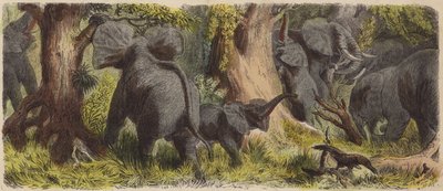 Kudde olifanten in een Afrikaanse jungle door German School