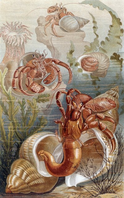 Heremietkreeften, plaat uit Brehms Tierleben: Allgemeine Kunde des Tierreichs, vol.10, p.38, gepubliceerd door Bibliographisches Institut, 1893 door German School