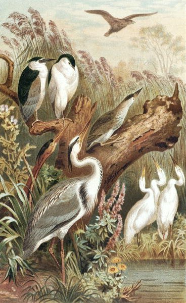 Reiger, plaat uit 