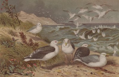 Zilvermeeuw en Grote Mantelmeeuw, plaat uit Brehms Tierleben: Allgemeine Kunde des Tierreichs, vol.6, p.108, gepubliceerd door Bibliographisches Institut, 1892 door German School
