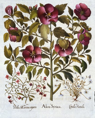Hibiscus syriacus, Stinkende Kamille, uit Hortus Eystettensis, door Basil Besler, 1613 door German School