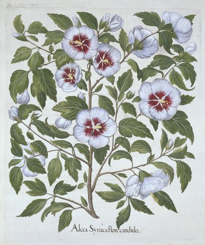 Hibiscus syriacus, uit Hortus Eystettensis, door Basil Besler, gepubliceerd 1613 door German School