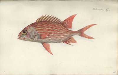 Holocentrus ascensionis, voor 1790 door German School