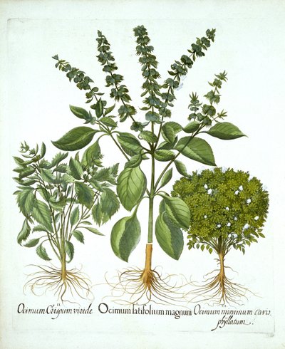 Heilige Basilicum en twee andere soorten basilicum, uit "Hortus Eystettensis", door Basil Besler door German School