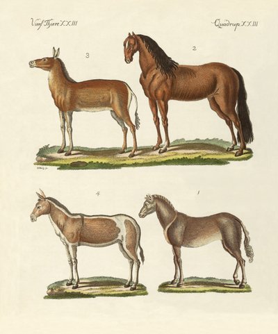 Paarden en ezels door German School