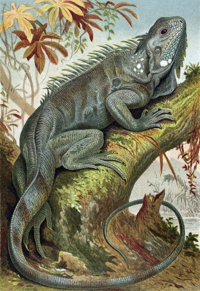 Leguaan, plaat uit Brehms Tierleben: Allgemeine Kunde des Tierreichs, vol.7, p.88, uitgegeven door Bibliographisches Institut, 1892 door German School
