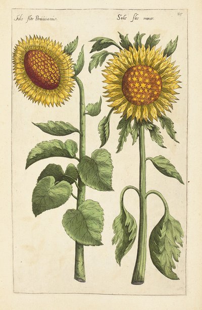Illustratie uit "Florilegium ... tractans de variis floribus et aliis indicis plantis as vivum delineatum in duabus partis et quatuor linguis concinnatum" door Emanuel Sweert, 1612-14 door German School