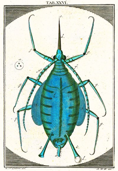 Illustratie van een bladluis, Musement Microscopique, 1764 door German School