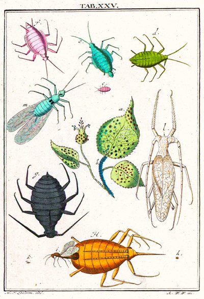 Illustratie met verschillende tuinplagen, Musement Microscopique, 1764 door German School