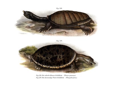 Indische Flapschildpad door German School