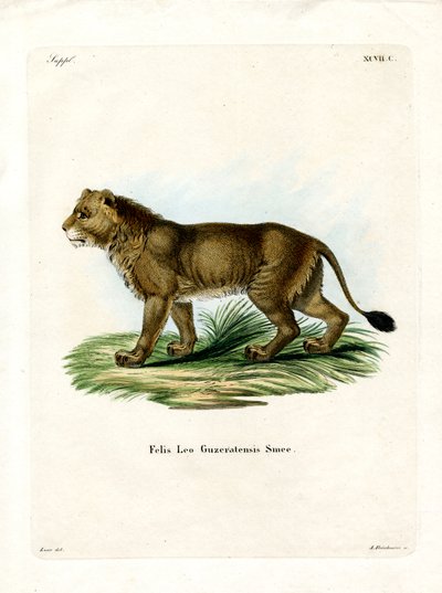 Indische Leeuw door German School