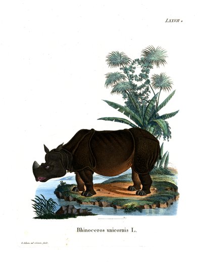 Indische Neushoorn door German School
