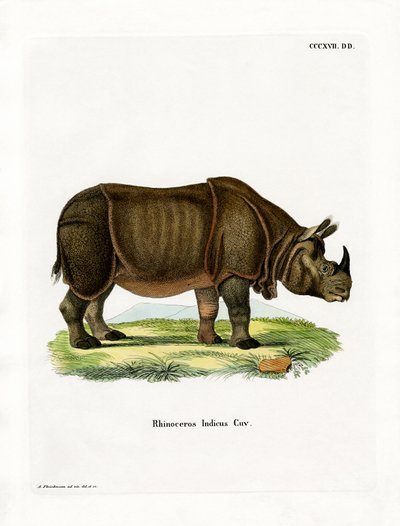 Indische neushoorn door German School