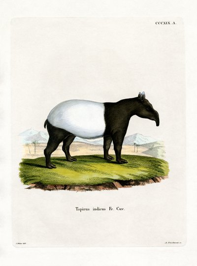 Indische Tapir door German School