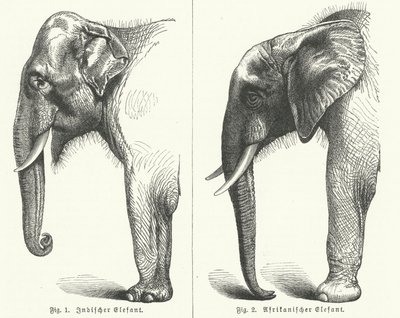 Indische en Afrikaanse olifanten door German School