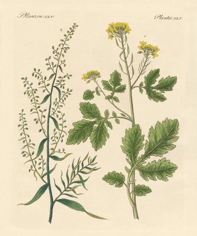 Inheemse specerijplanten door German School