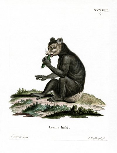 Indri door German School