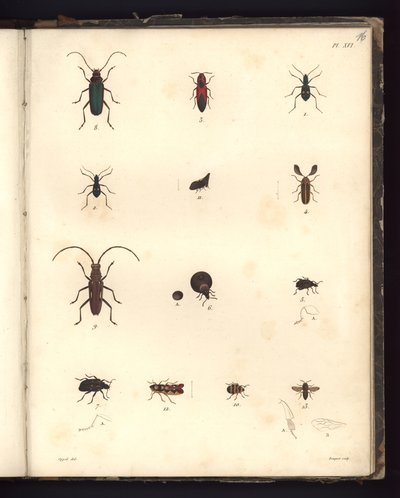 Insecta, Pl. XVI, illustratie uit Recueil d