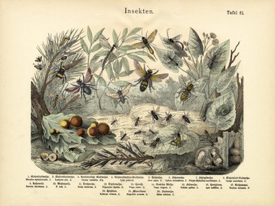 Insecten, ca. 1860 door German School