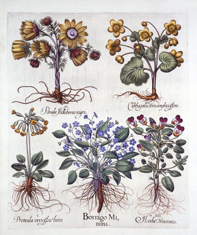 Ipheion Rolf Fiedler Lentester, Dotterbloem, Pseudo Helleborus, Driekleurig Viooltje en Sleutelbloem, uit Hortus Eystettensis, door Basil Besler, 1613 door German School