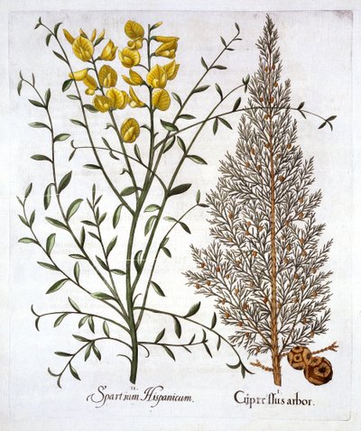 Italiaanse Cipres en Spaanse Brem, uit Hortus Eystettensis, door Basil Besler, 1613 door German School