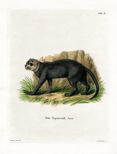 Jaguarundi door German School