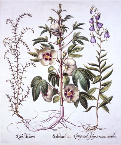 Jamaica Zuring, Klokjesbloem en Prikkelige Zoutkruid, uit Hortus Eystettensis, door Basil Besler, 1613 door German School