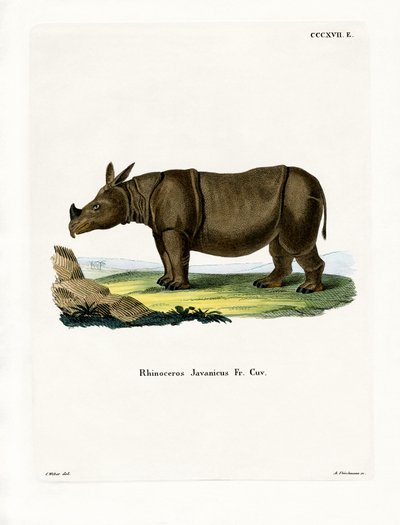 Javaanse Neushoorn door German School